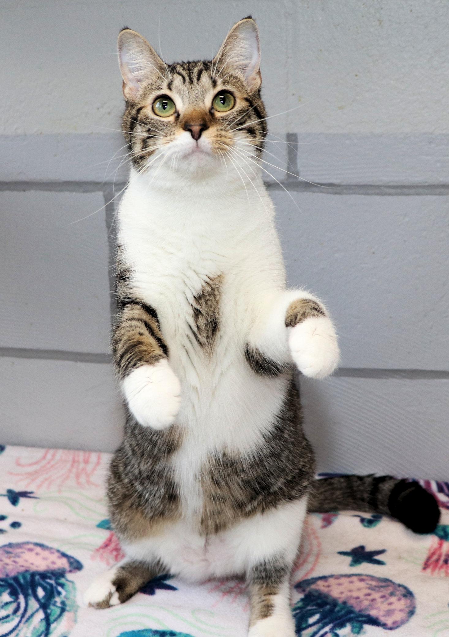 Enlarge Birdie, a ADOPTABLE Domestic Short Hair in Cincinnati, OH image 3/3