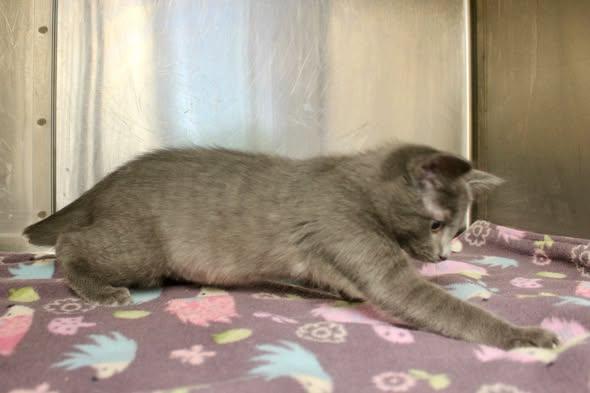 Enlarge WALTER REY, an adopted Domestic Short Hair in Brazil, IN image 4/4