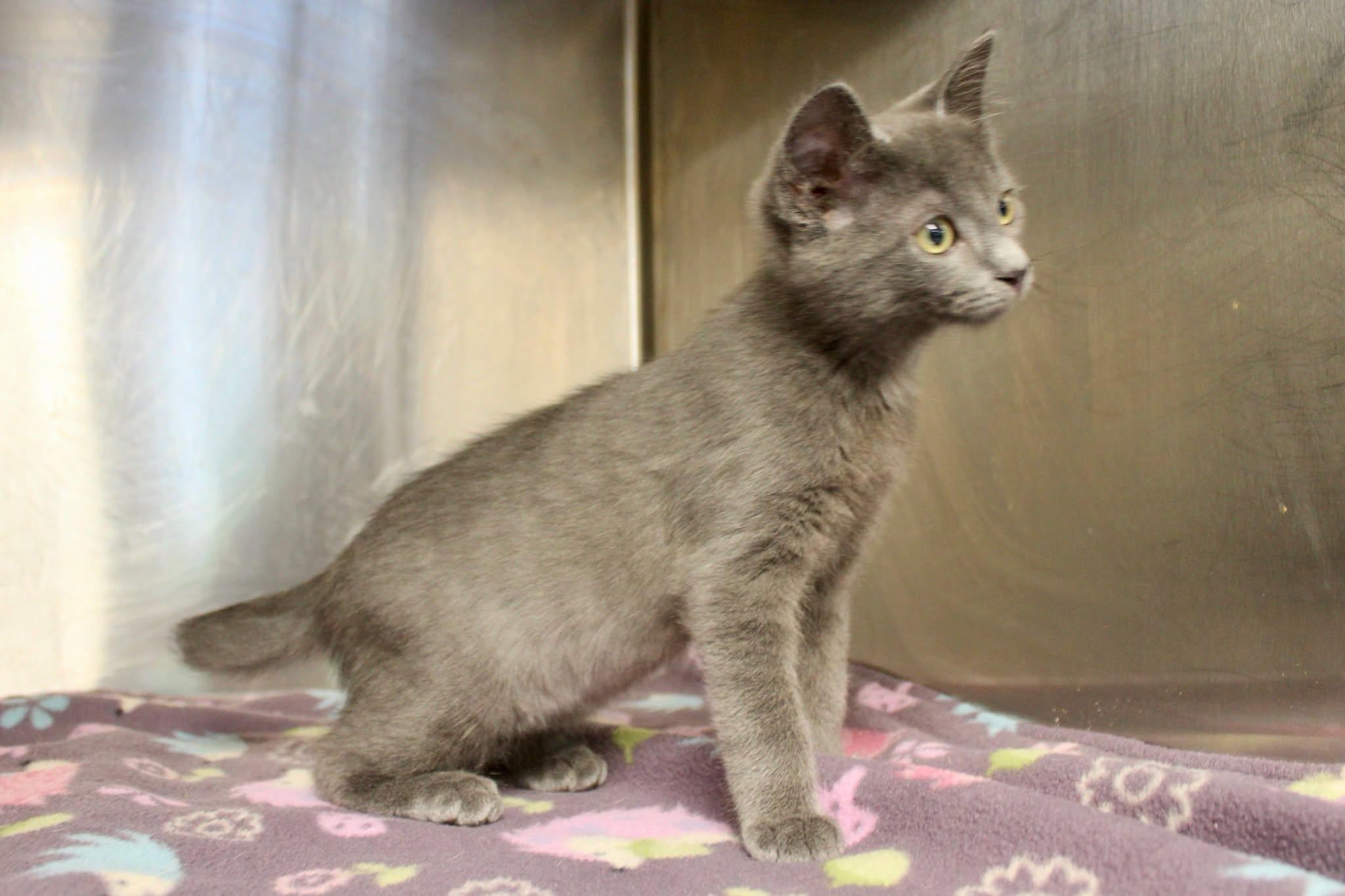 Enlarge WALTER REY, an adopted Domestic Short Hair in Brazil, IN image 3/4