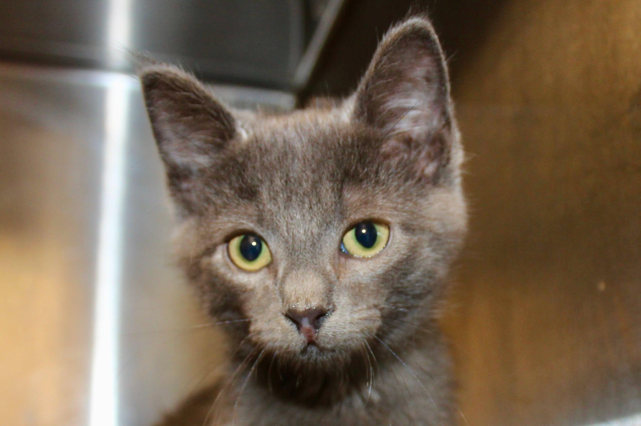 Enlarge WALTER REY, an adopted Domestic Short Hair in Brazil, IN image 1/4