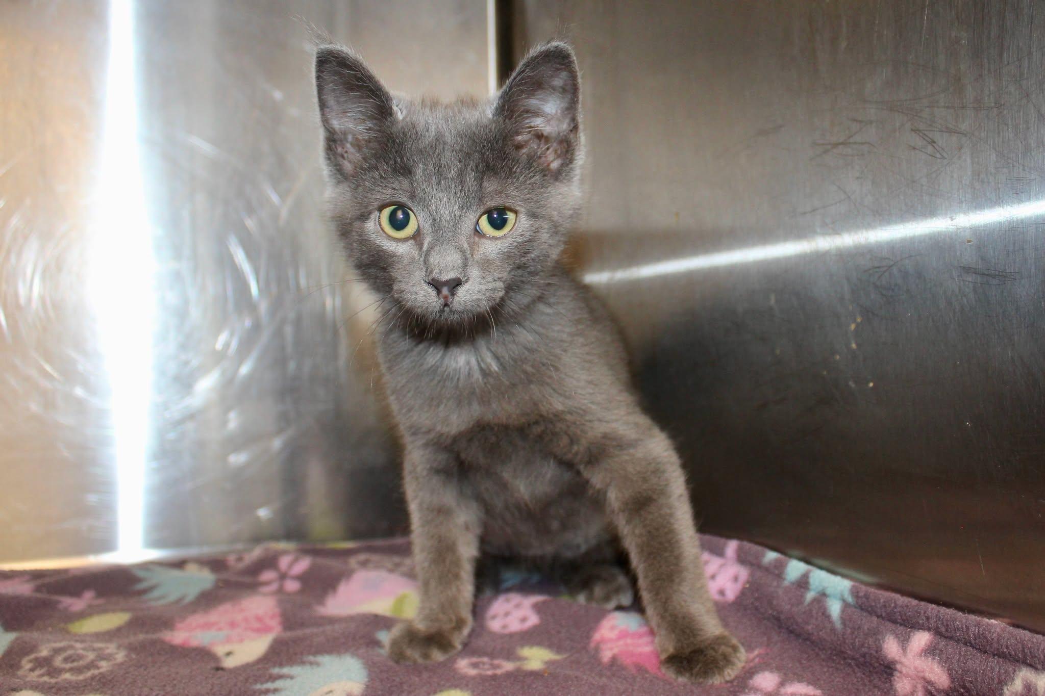 Enlarge WALTER REY, an adopted Domestic Short Hair in Brazil, IN image 2/4