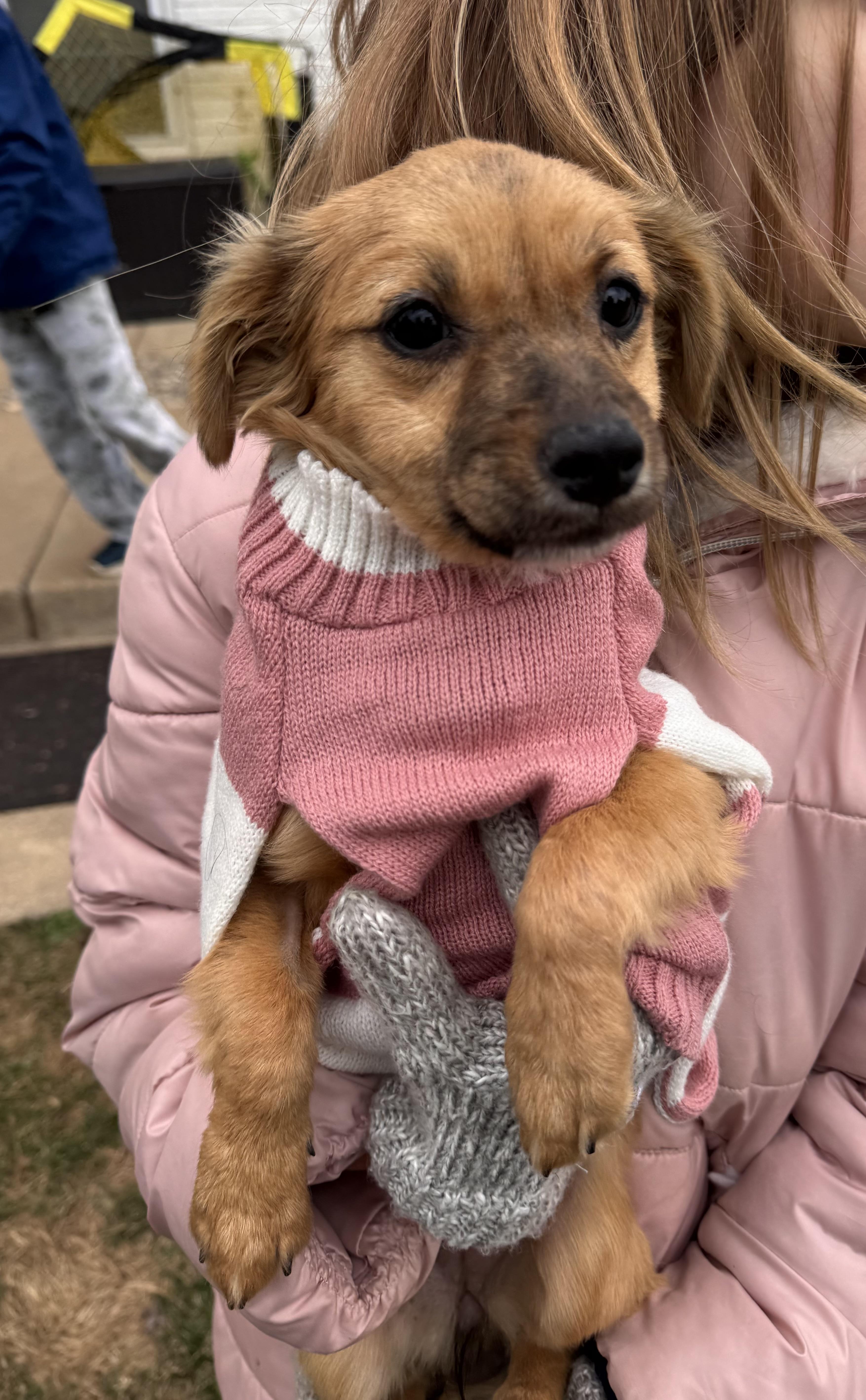Betty, adopted, Puppy Female Chihuahua.