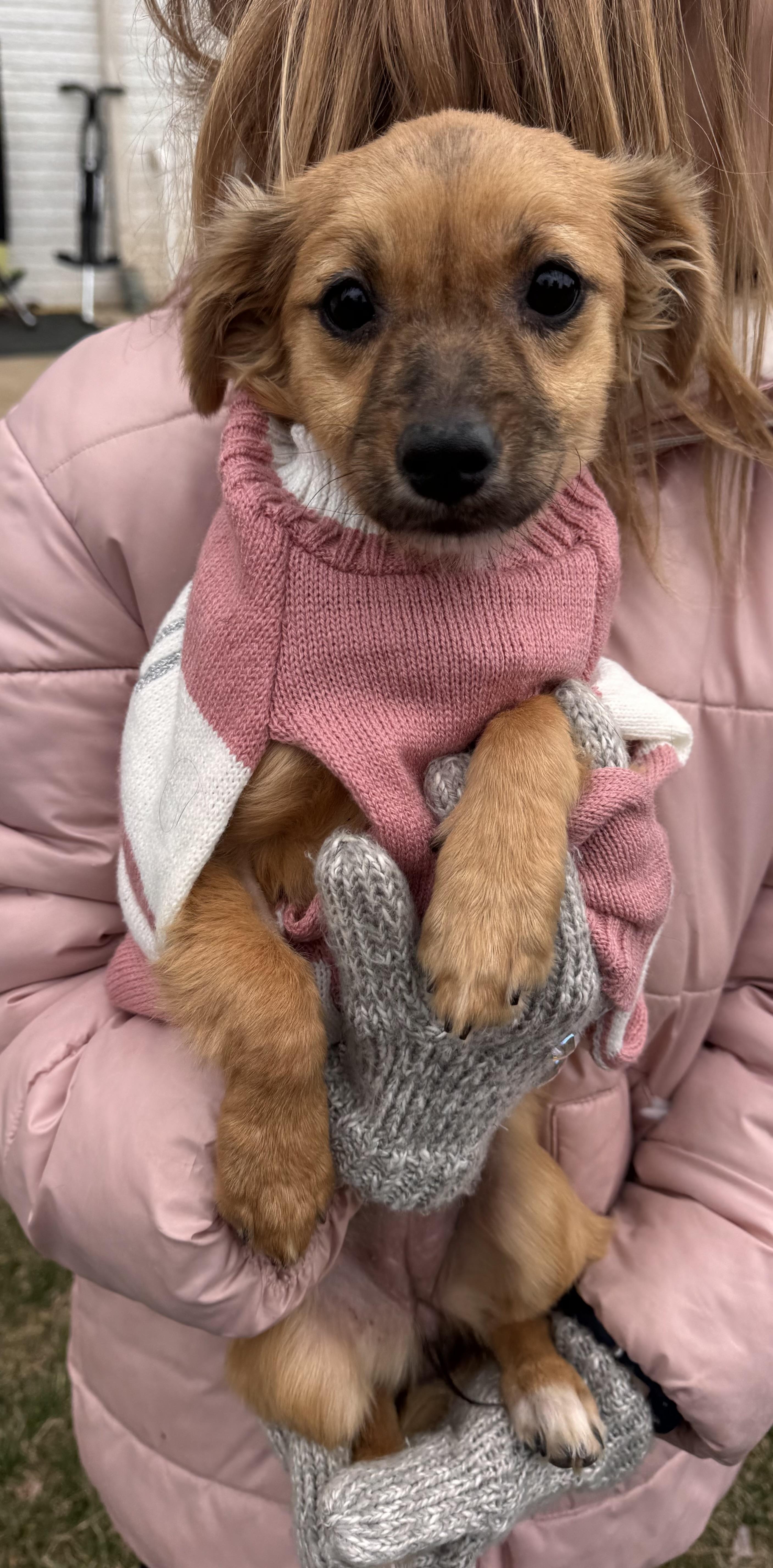 Enlarge Betty, an adopted mixed breed in Gainesville, VA image 3/4