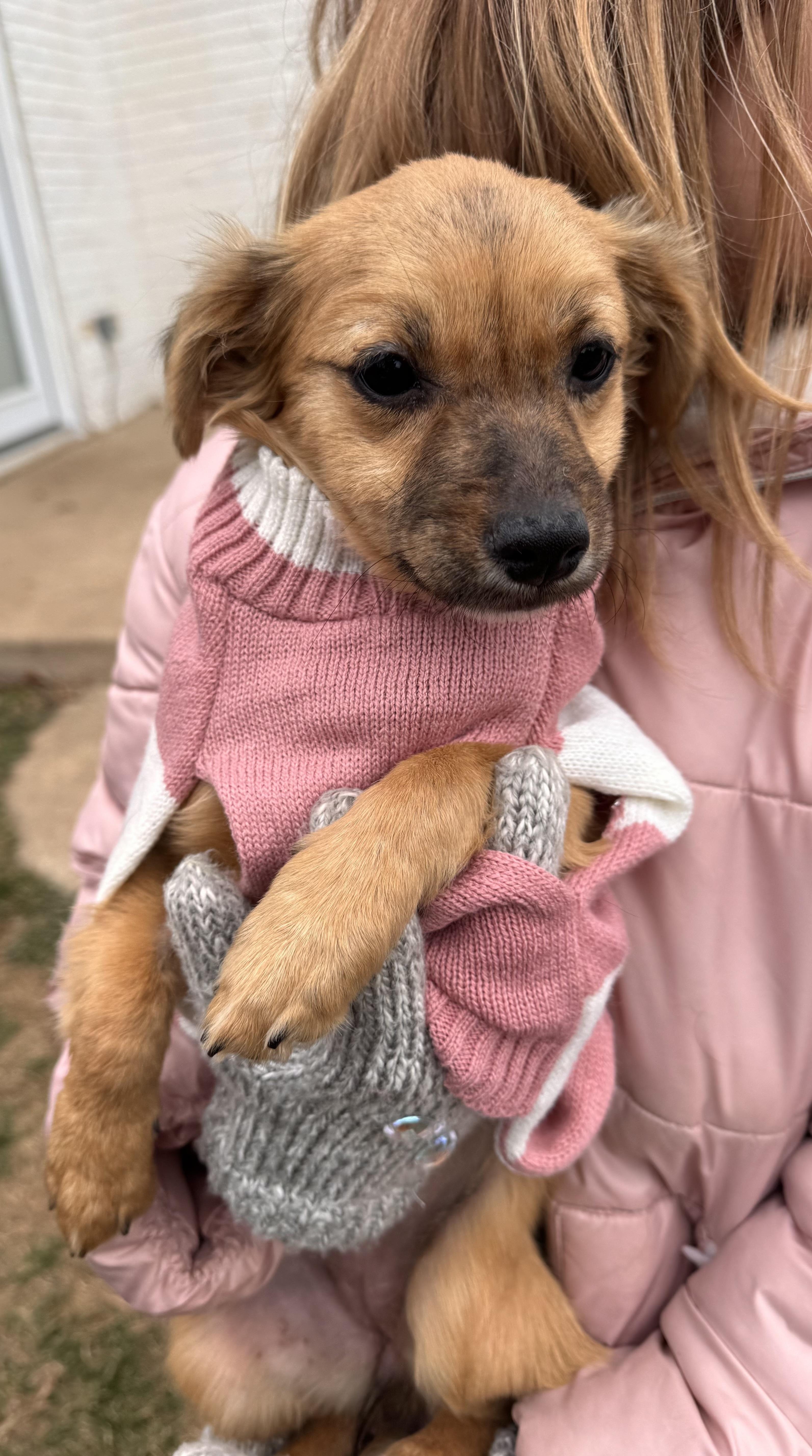 Enlarge Betty, an adopted mixed breed in Gainesville, VA image 4/4