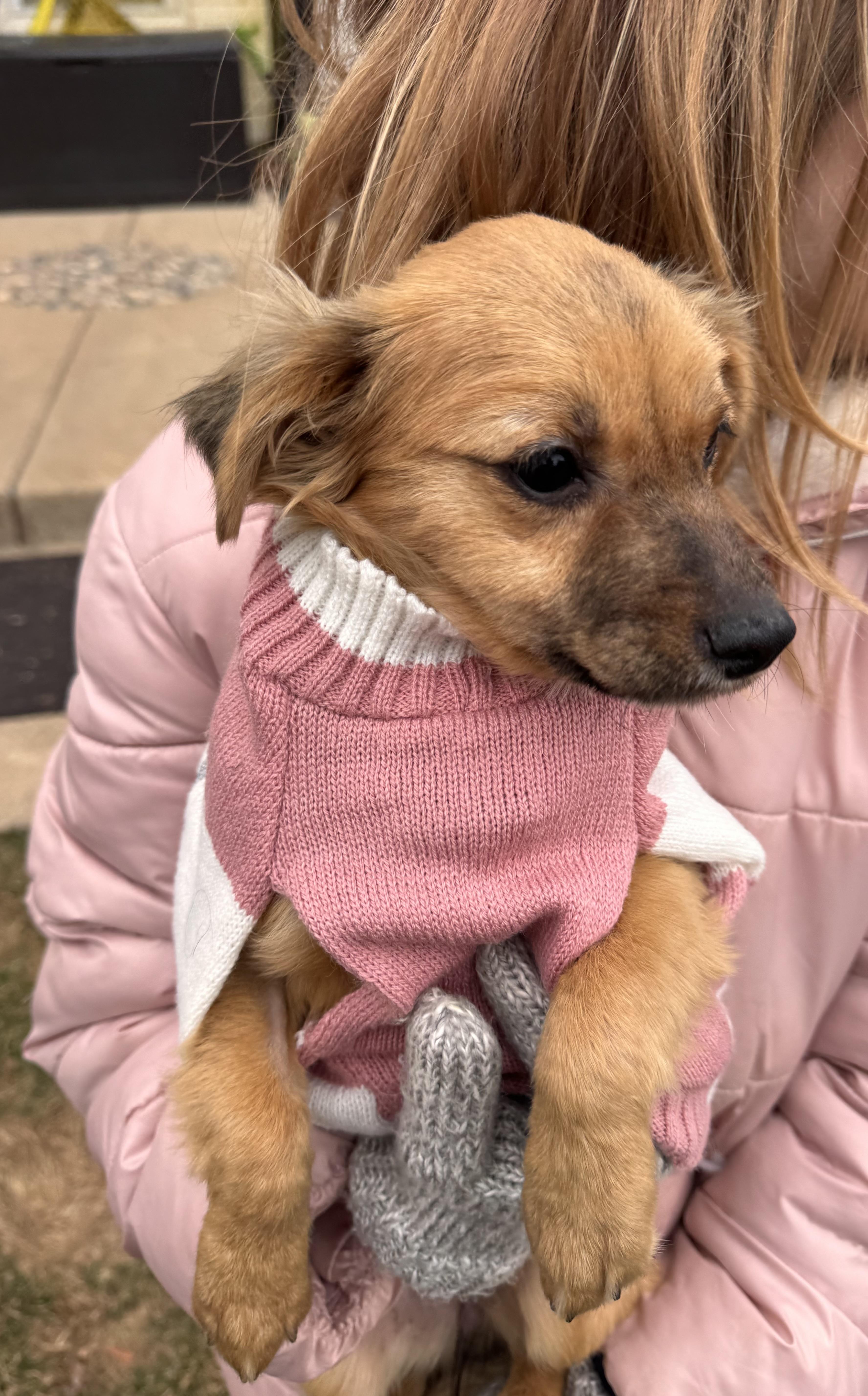 Enlarge Betty, an adopted mixed breed in Gainesville, VA image 2/4