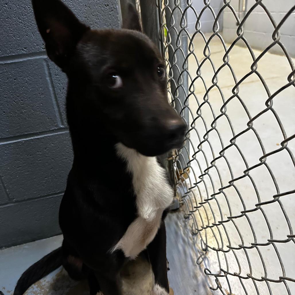 Enlarge Bret, a Adoptable Mixed Breed in Gadsden, AL image 1/2