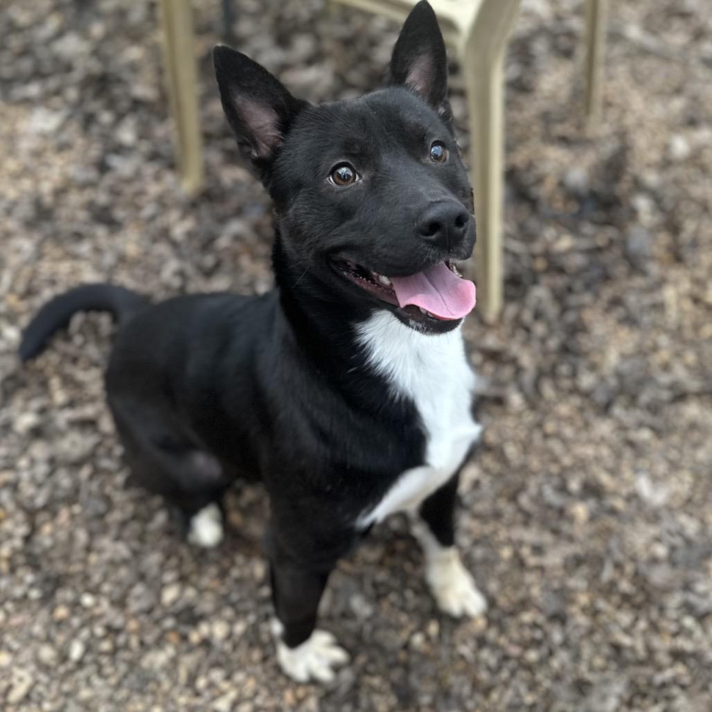 Enlarge Bret (SPONSORED), a Adoptable Mixed Breed in Gadsden, AL image 4/6