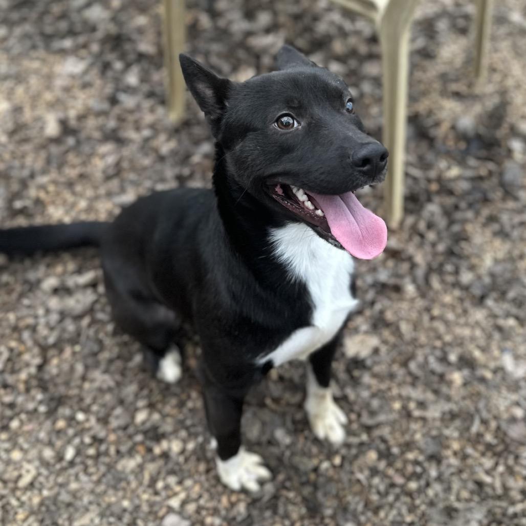 Enlarge Bret (SPONSORED), a Adoptable Mixed Breed in Gadsden, AL image 5/6