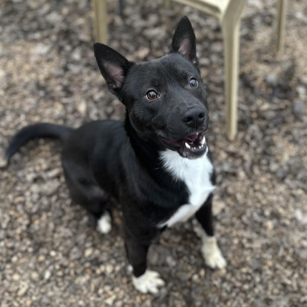 Enlarge Bret (SPONSORED), a Adoptable Mixed Breed in Gadsden, AL image 6/6