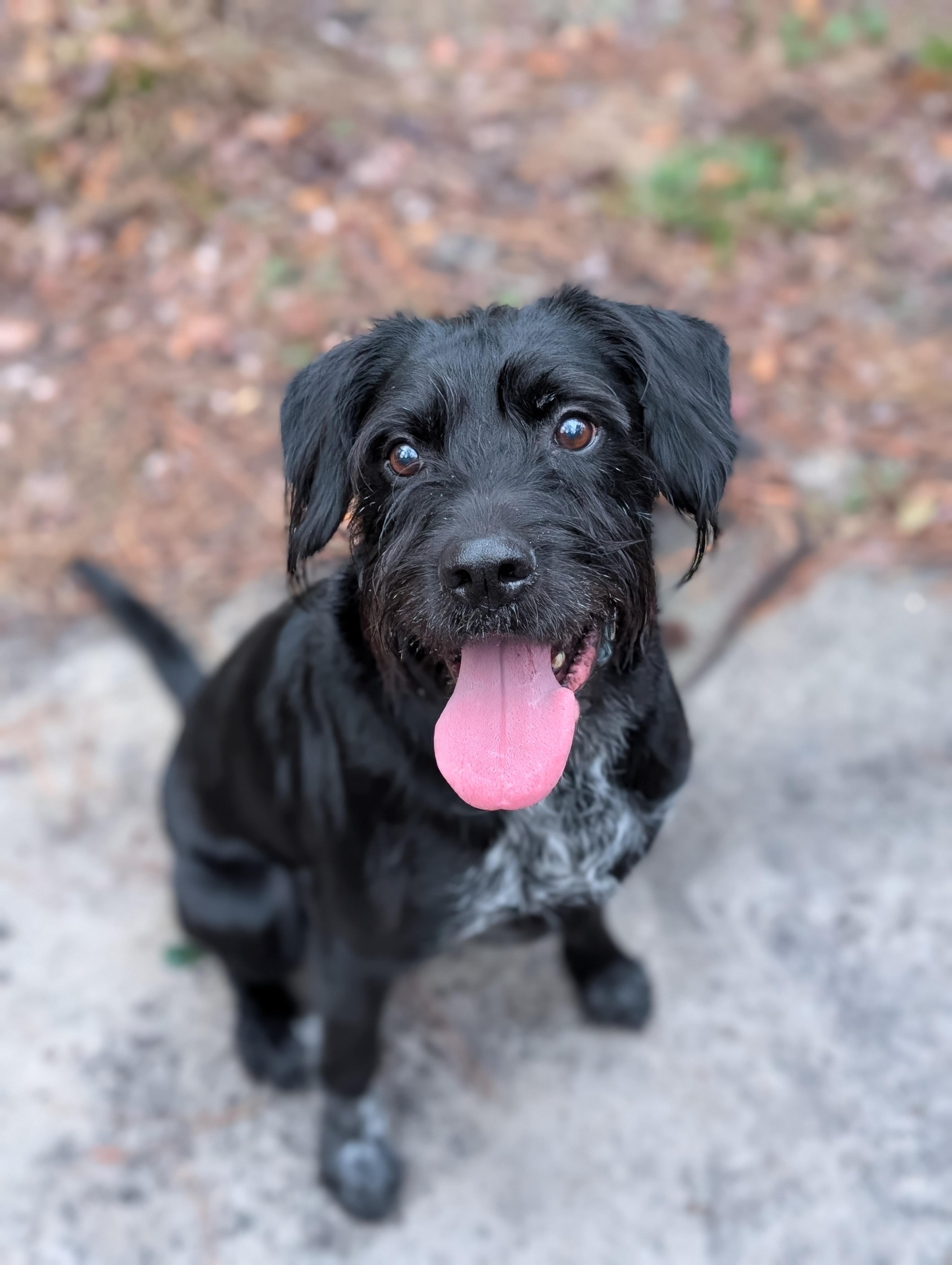 Enlarge Chai, a ADOPTABLE mixed breed in Bloomingdale, GA image 1/3