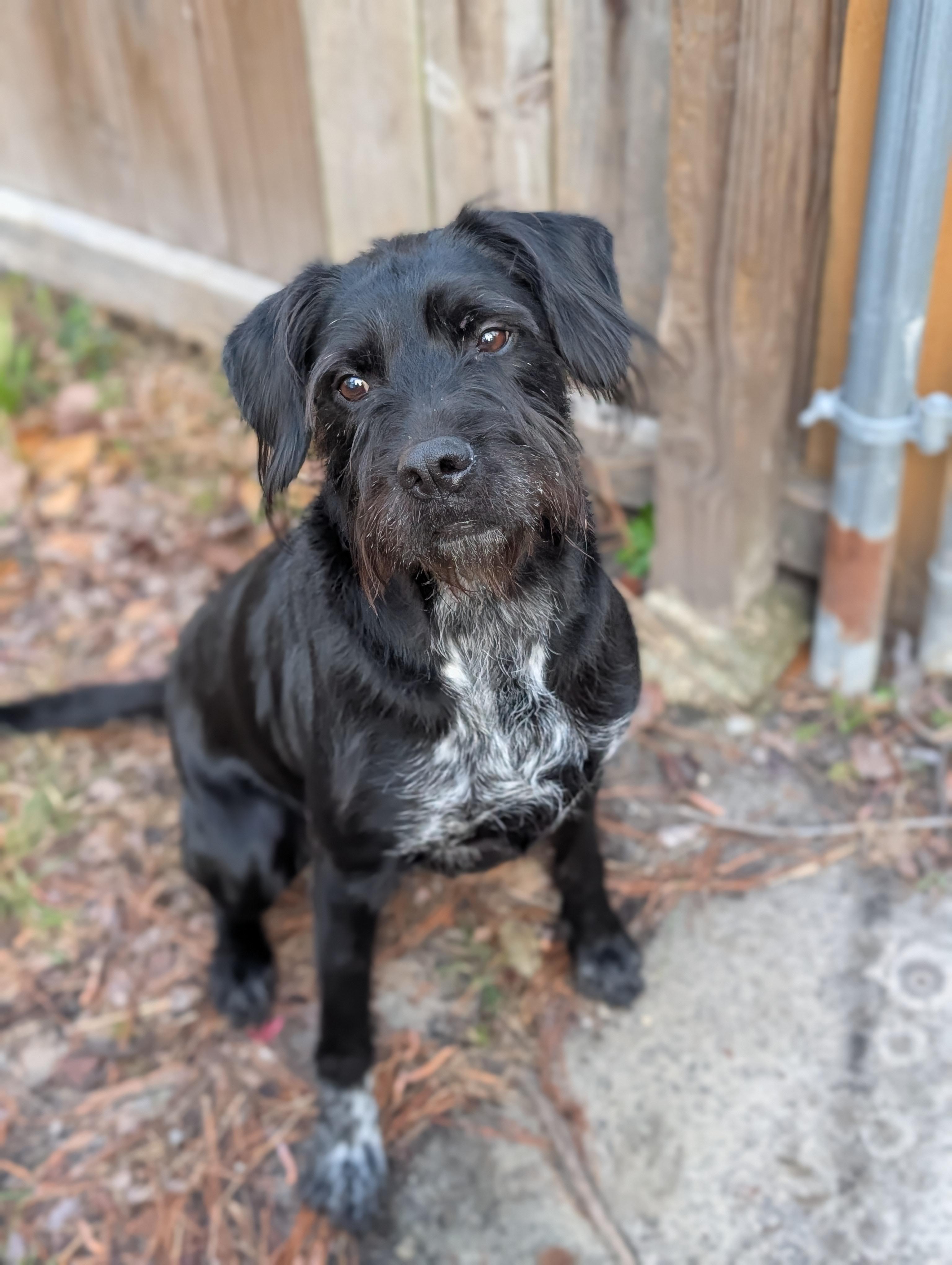 Enlarge Chai, a ADOPTABLE mixed breed in Bloomingdale, GA image 2/3