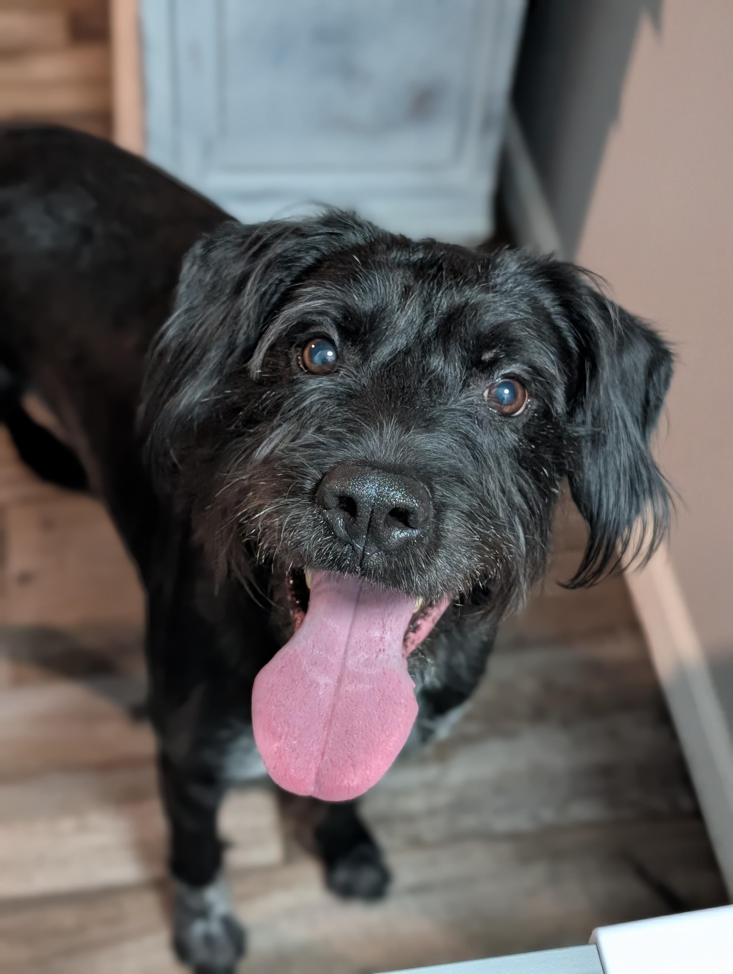 Enlarge Chai, a ADOPTABLE mixed breed in Bloomingdale, GA image 3/3