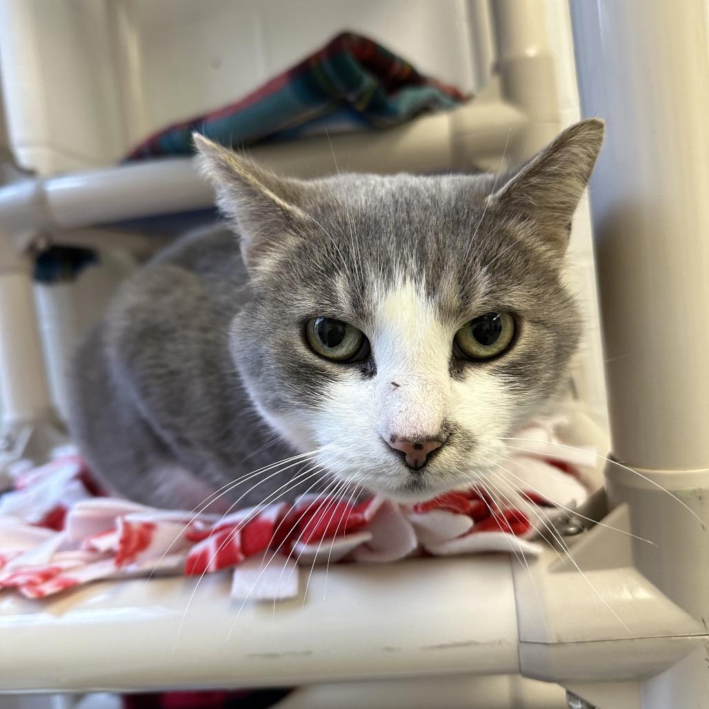 Enlarge Mrs. White, a Adoptable Domestic Short Hair in Dayton, OH image 1/6