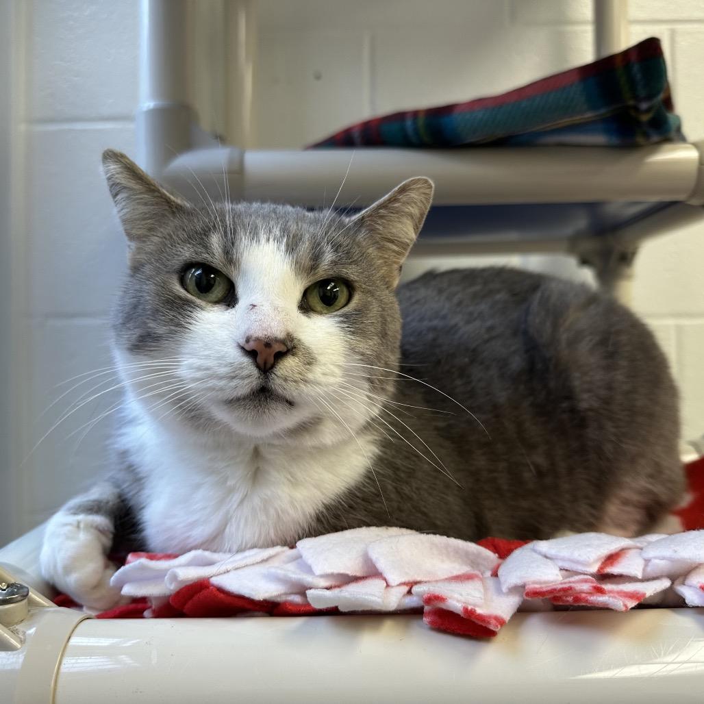 Enlarge Mrs. White, a Adoptable Domestic Short Hair in Dayton, OH image 2/6