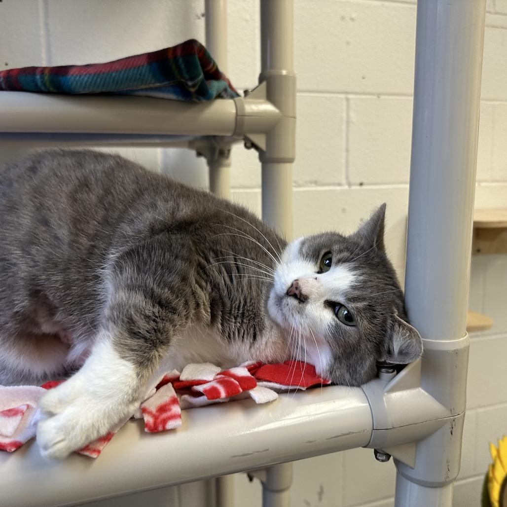 Enlarge Mrs. White, a Adoptable Domestic Short Hair in Dayton, OH image 3/6