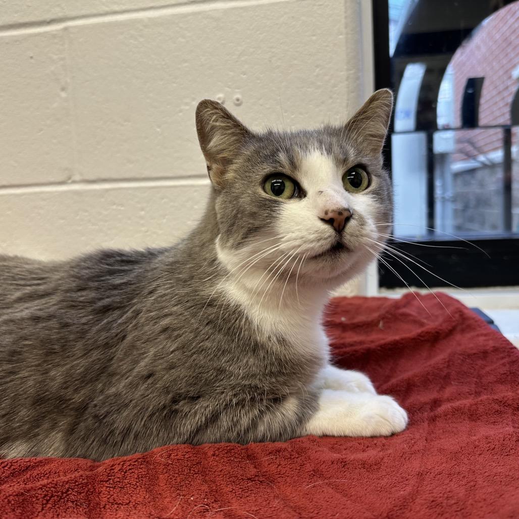 Enlarge Mrs. White, a Adoptable Domestic Short Hair in Dayton, OH image 4/6