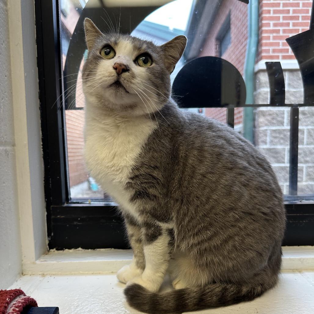 Enlarge Mrs. White, a Adoptable Domestic Short Hair in Dayton, OH image 5/6