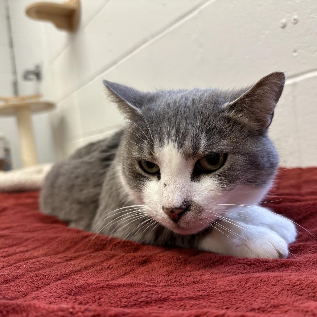 Enlarge Mrs. White, a Adoptable Domestic Short Hair in Dayton, OH image 6/6