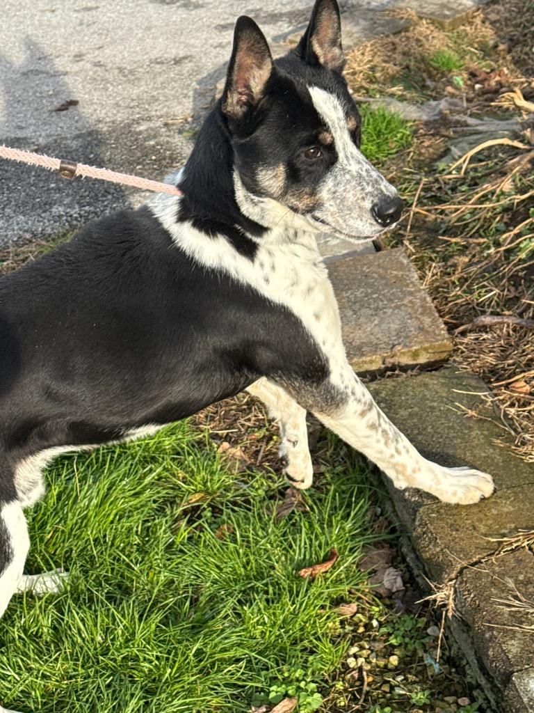 Enlarge SPUD NUGGET, a Adoptable Australian Cattle Dog / Blue Heeler in Crossville, TN image 1/3