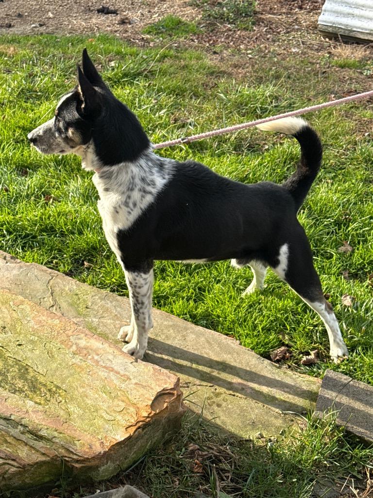 SPUD NUGGET, Adoptable, Young Male Australian Cattle Dog / Blue Heeler.