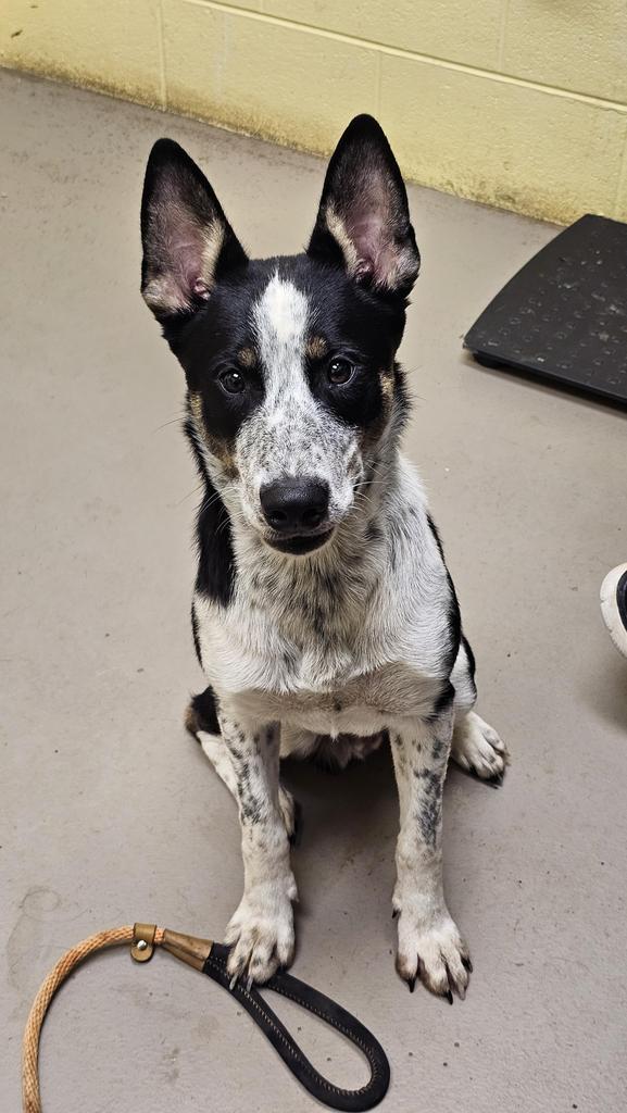 Enlarge SPUD NUGGET, a Adoptable Australian Cattle Dog / Blue Heeler in Crossville, TN image 2/3
