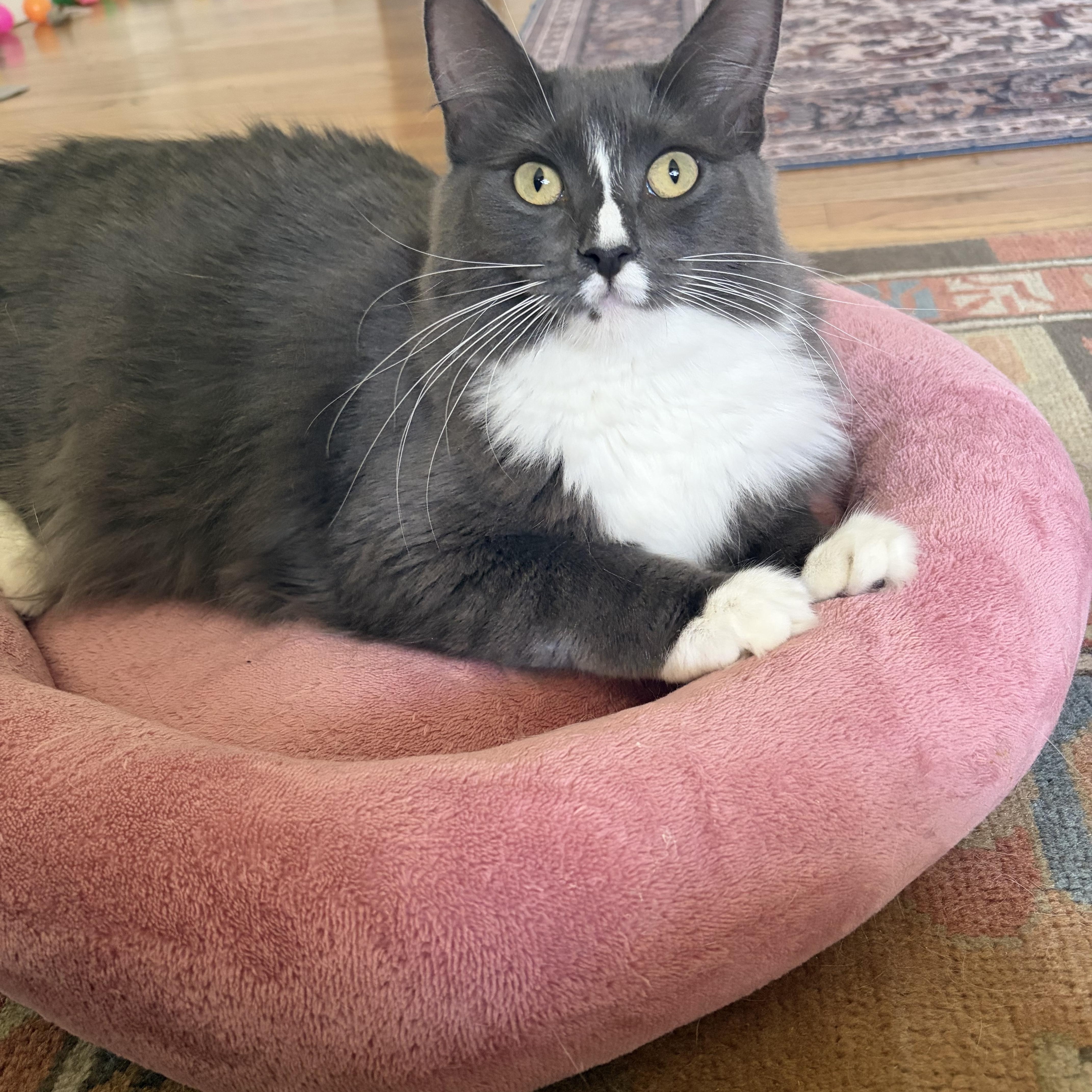 Enlarge Athena-female teen, a Adoptable Domestic Long Hair in San Francisco, CA image 2/3