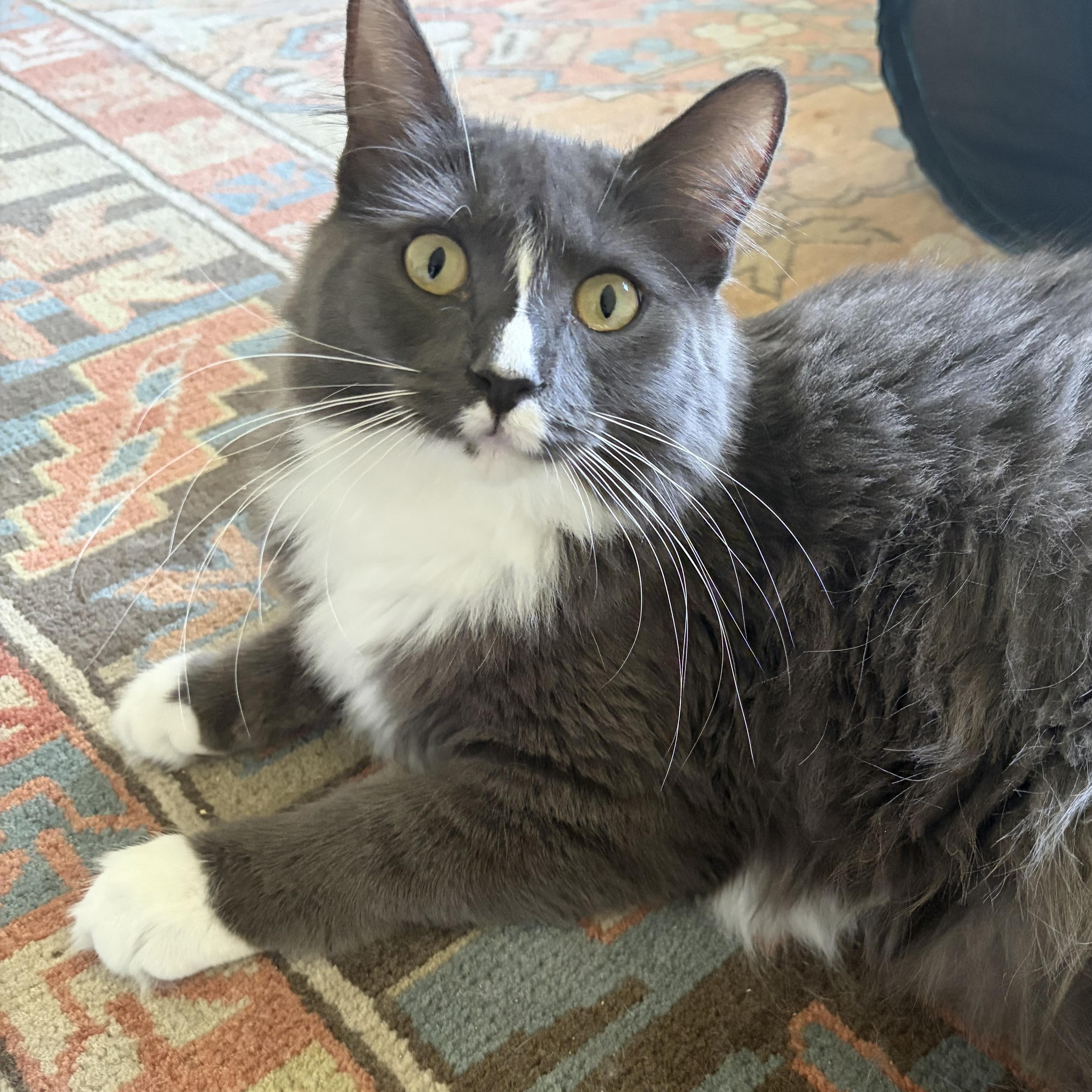 Enlarge Athena-female teen, a Adoptable Domestic Long Hair in San Francisco, CA image 3/3