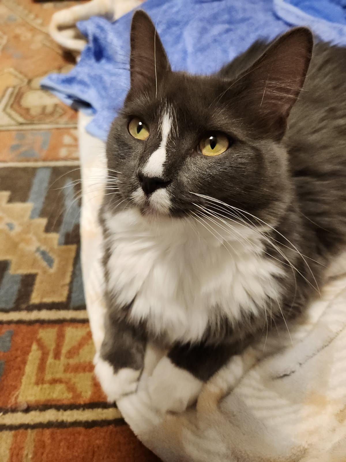 Enlarge Athena-female teen, a Adoptable Domestic Long Hair in San Francisco, CA image 1/3