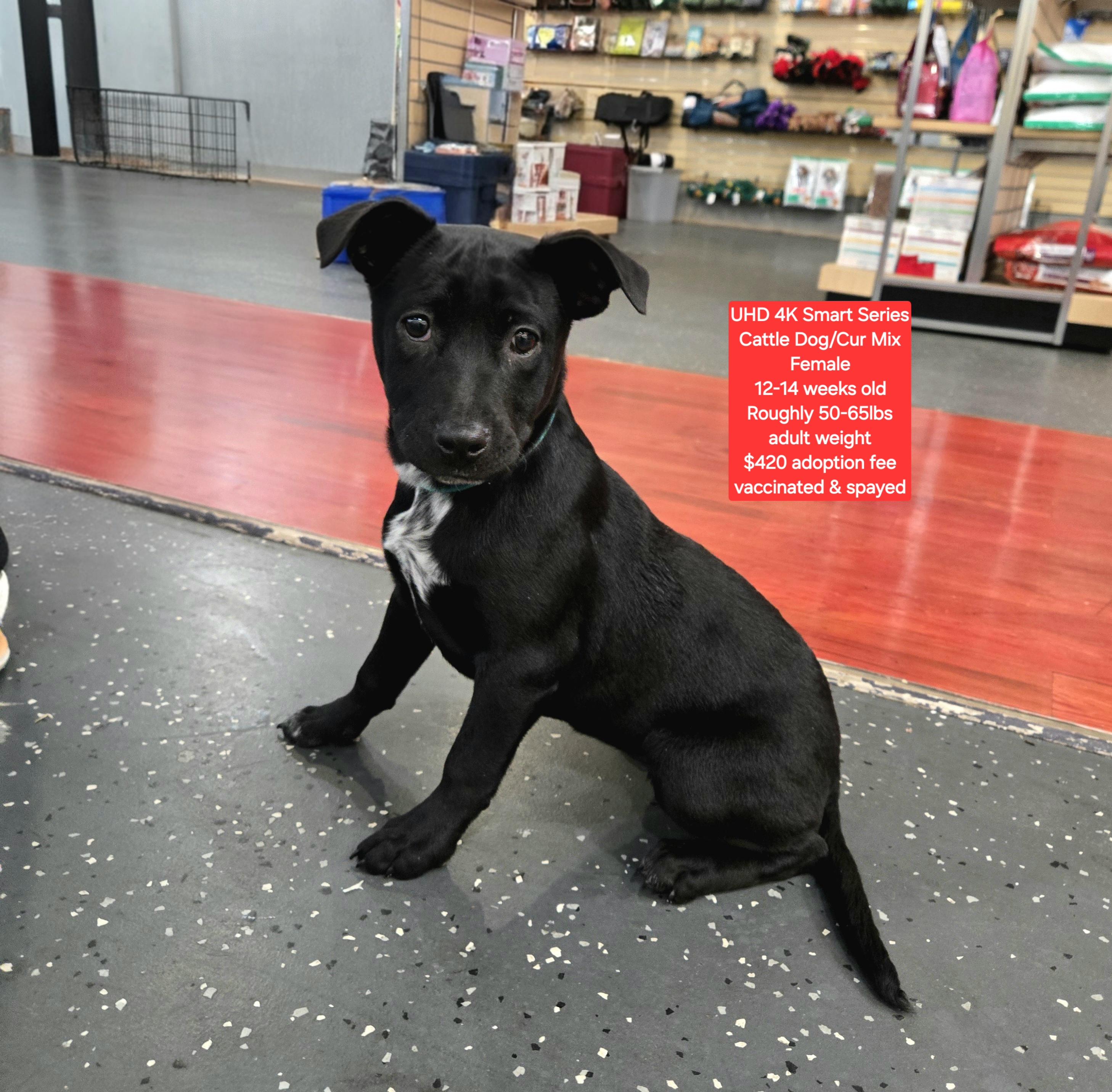 Enlarge UHD 4K Smart Series , a ADOPTABLE mixed breed in Oviedo, FL image 1/1