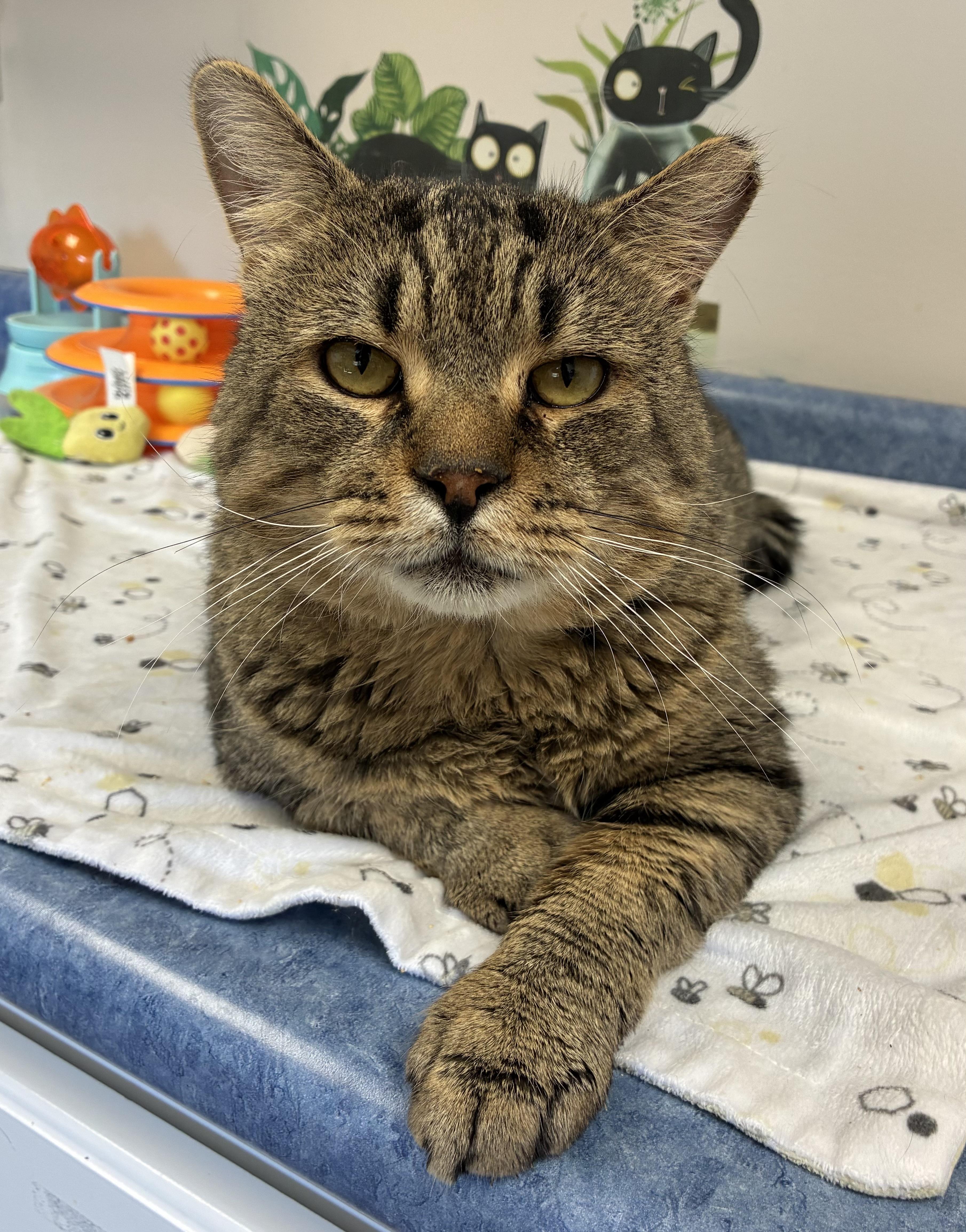 Enlarge Wreck-It-Ralph (FIV+), a Adoptable Domestic Short Hair in Breinigsville, PA image 2/3