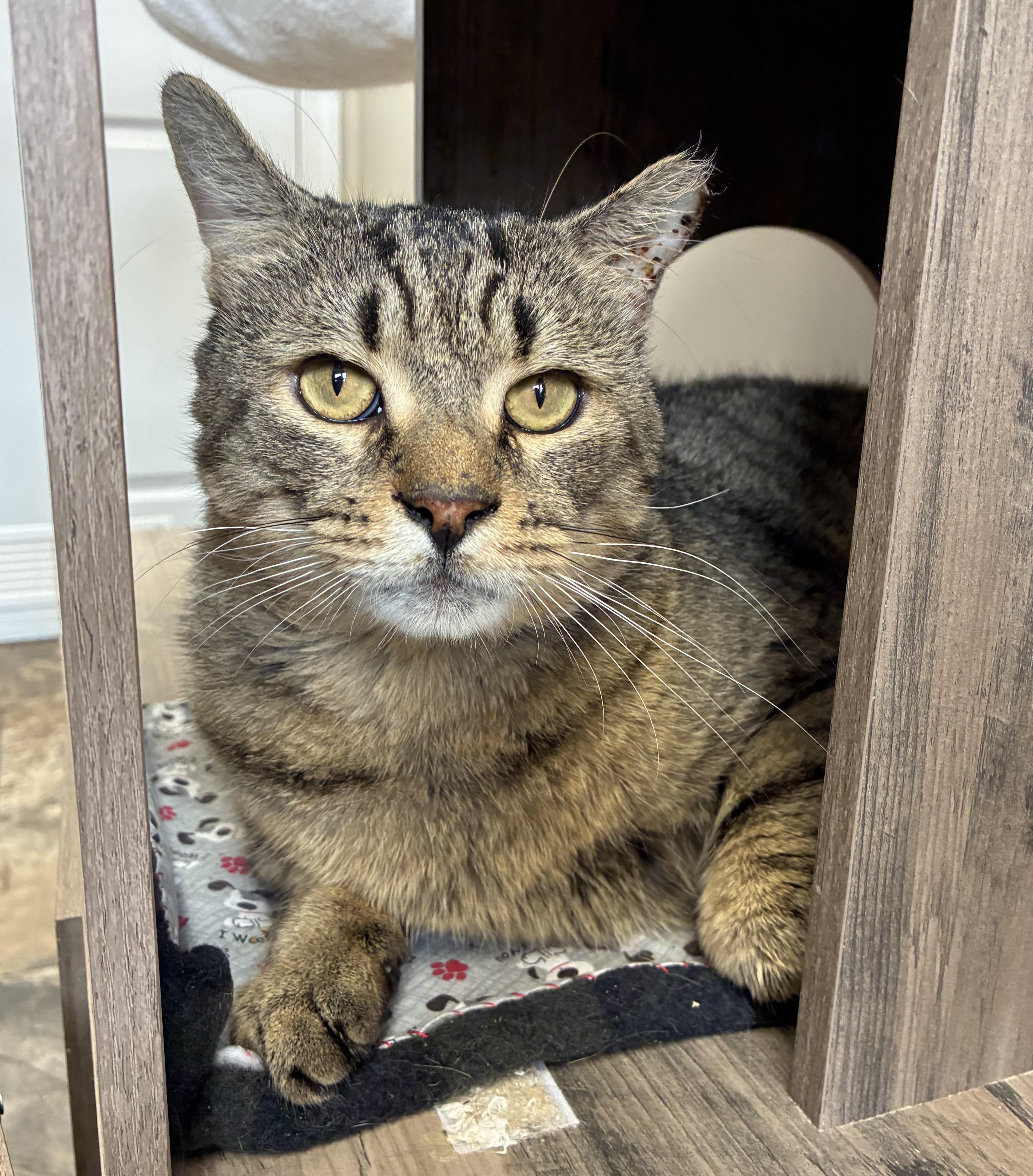 Enlarge Wreck-It-Ralph (FIV+), a Adoptable Domestic Short Hair in Breinigsville, PA image 3/3