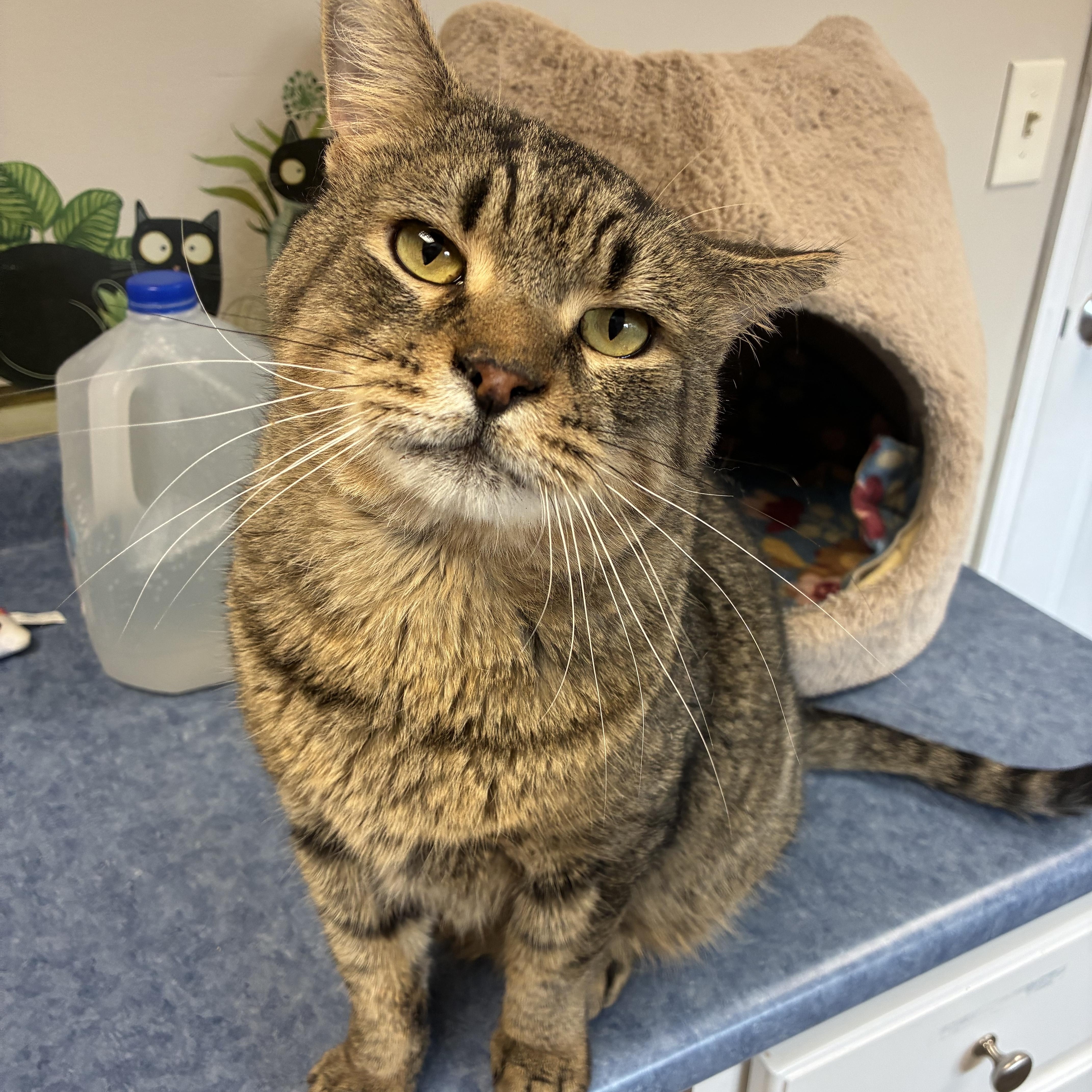 Enlarge Wreck-It-Ralph (FIV+), a Adoptable Domestic Short Hair in Breinigsville, PA image 1/3