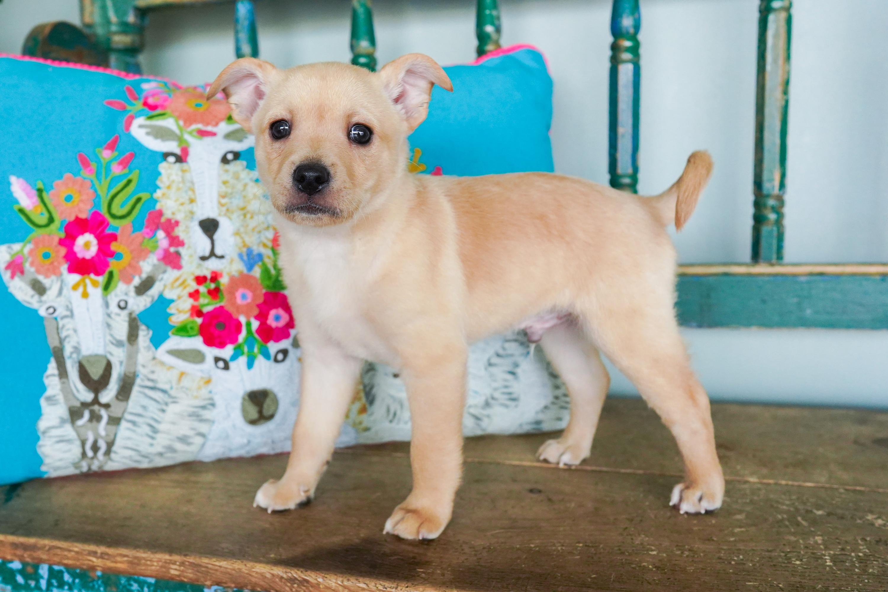 Chamoy, Baby Male Chihuahua