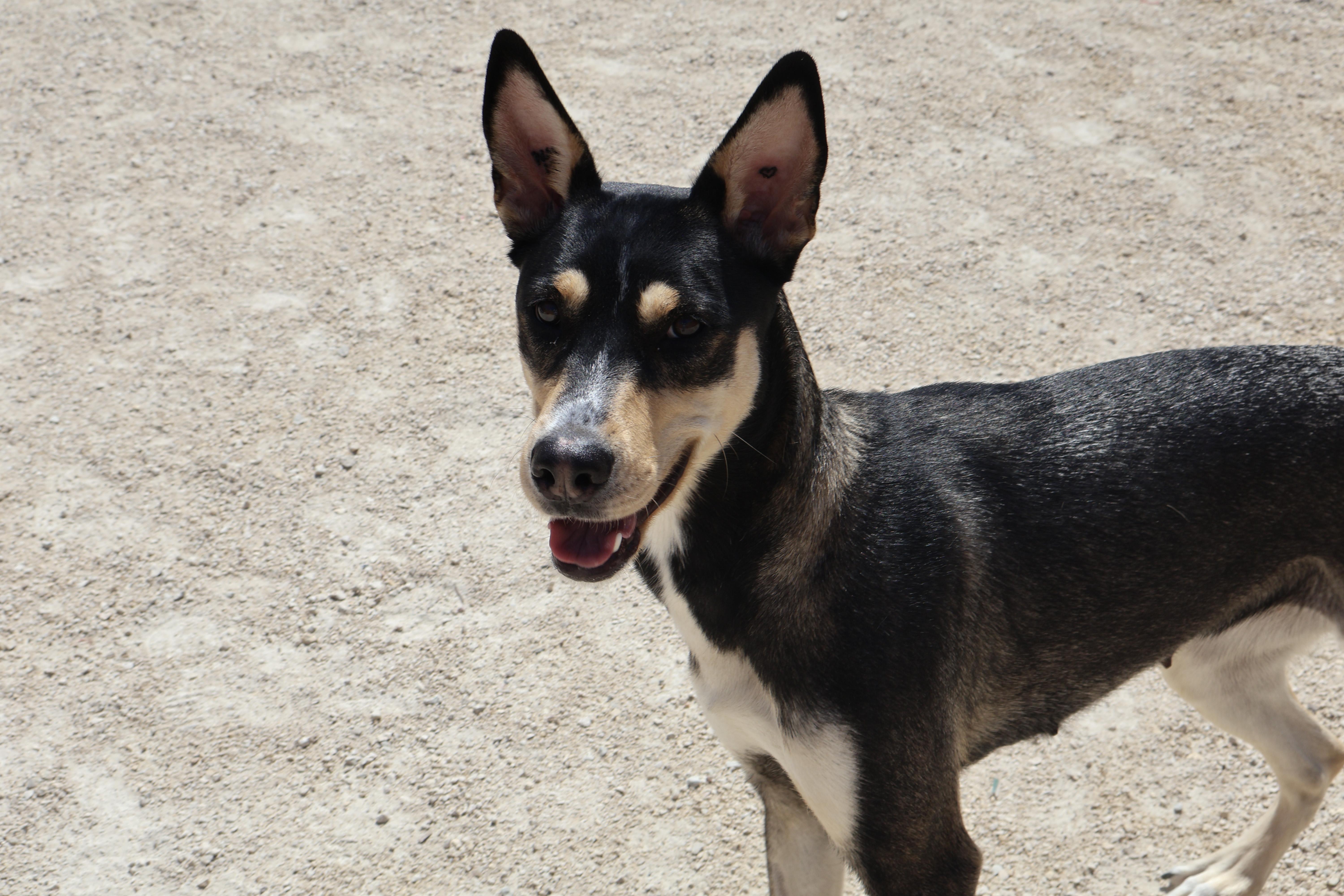 Peggy, an adoptable German Shepherd Dog in Winnipeg, MB, R3E 3N8 | Photo Image 2