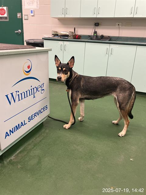 Peggy, an adoptable German Shepherd Dog in Winnipeg, MB, R3E 3N8 | Photo Image 3