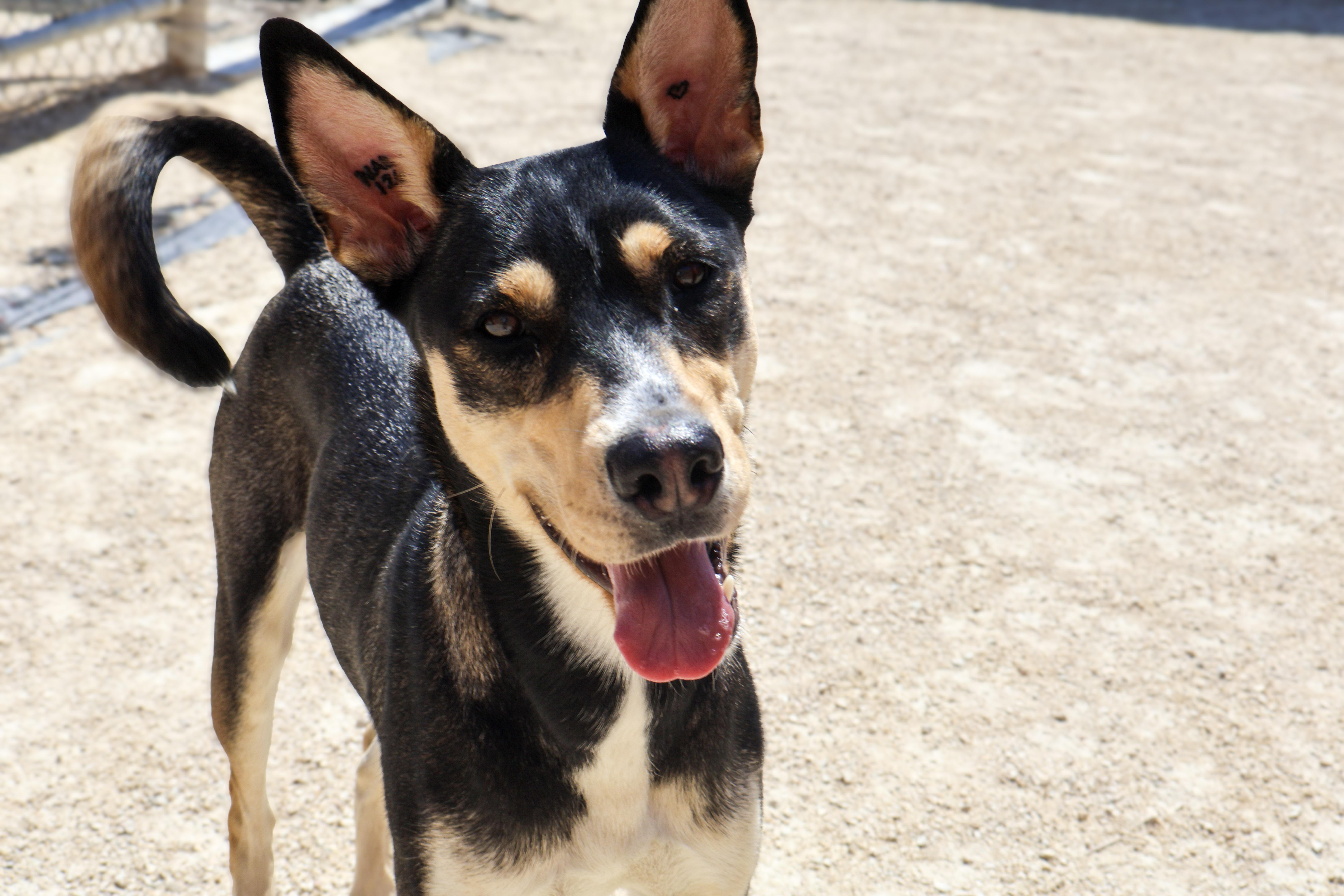 Peggy, an adoptable German Shepherd Dog in Winnipeg, MB, R3E 3N8 | Photo Image 1
