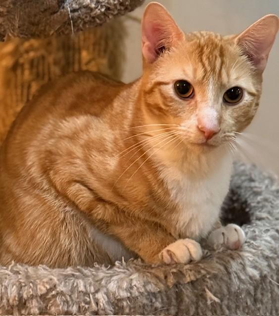 Coral & Copper, a ADOPTABLE Dilute Calico in Closter, NJ image 6/6