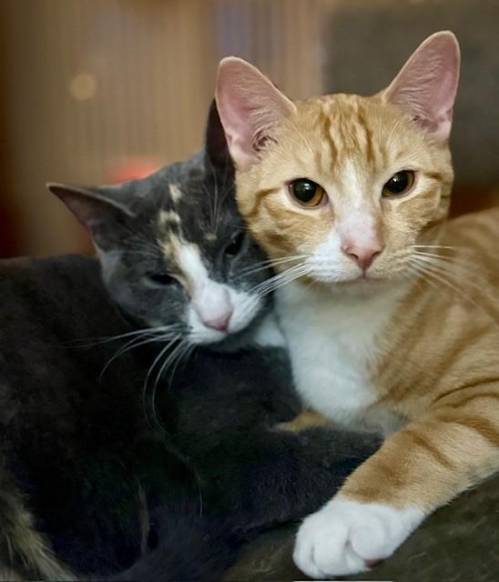 Coral & Copper, ADOPTABLE, Kitten Male Dilute Calico.