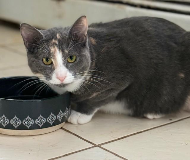 Coral & Copper, a ADOPTABLE Dilute Calico in Closter, NJ image 2/6