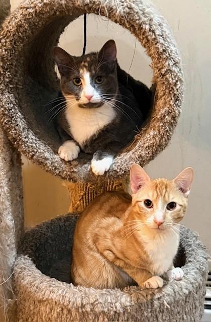 Coral & Copper, a ADOPTABLE Dilute Calico in Closter, NJ image 5/6