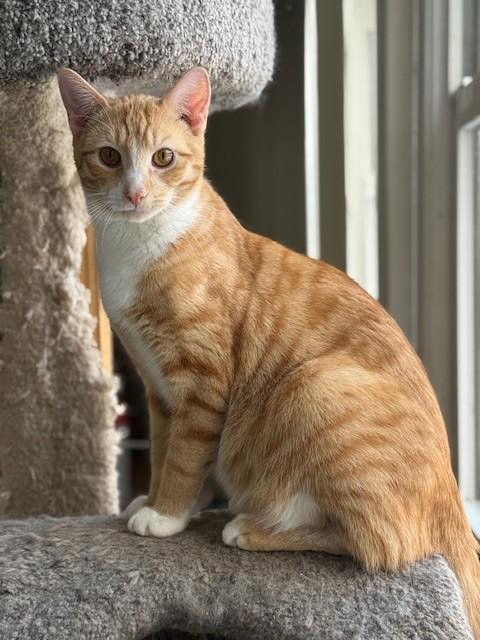 Coral & Copper, a ADOPTABLE Dilute Calico in Closter, NJ image 3/6