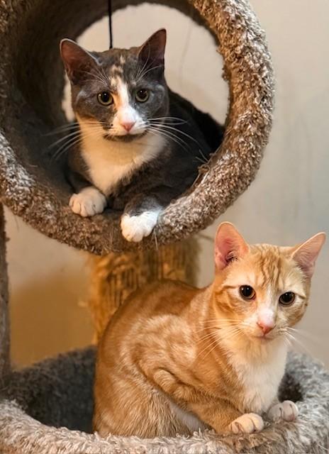 Coral & Copper, a ADOPTABLE Dilute Calico in Closter, NJ image 4/6
