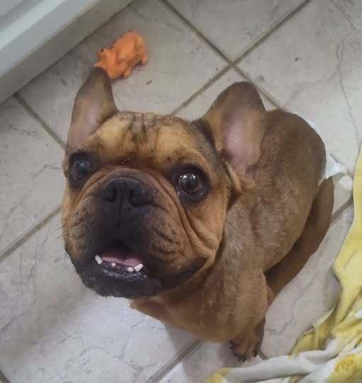 Cruiser, Adoptable, Adult Male French Bulldog.