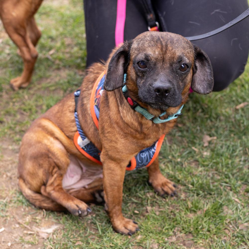 Enlarge Kalani  (Female)   , a Adoptable mixed breed in West Grove, PA image 4/6
