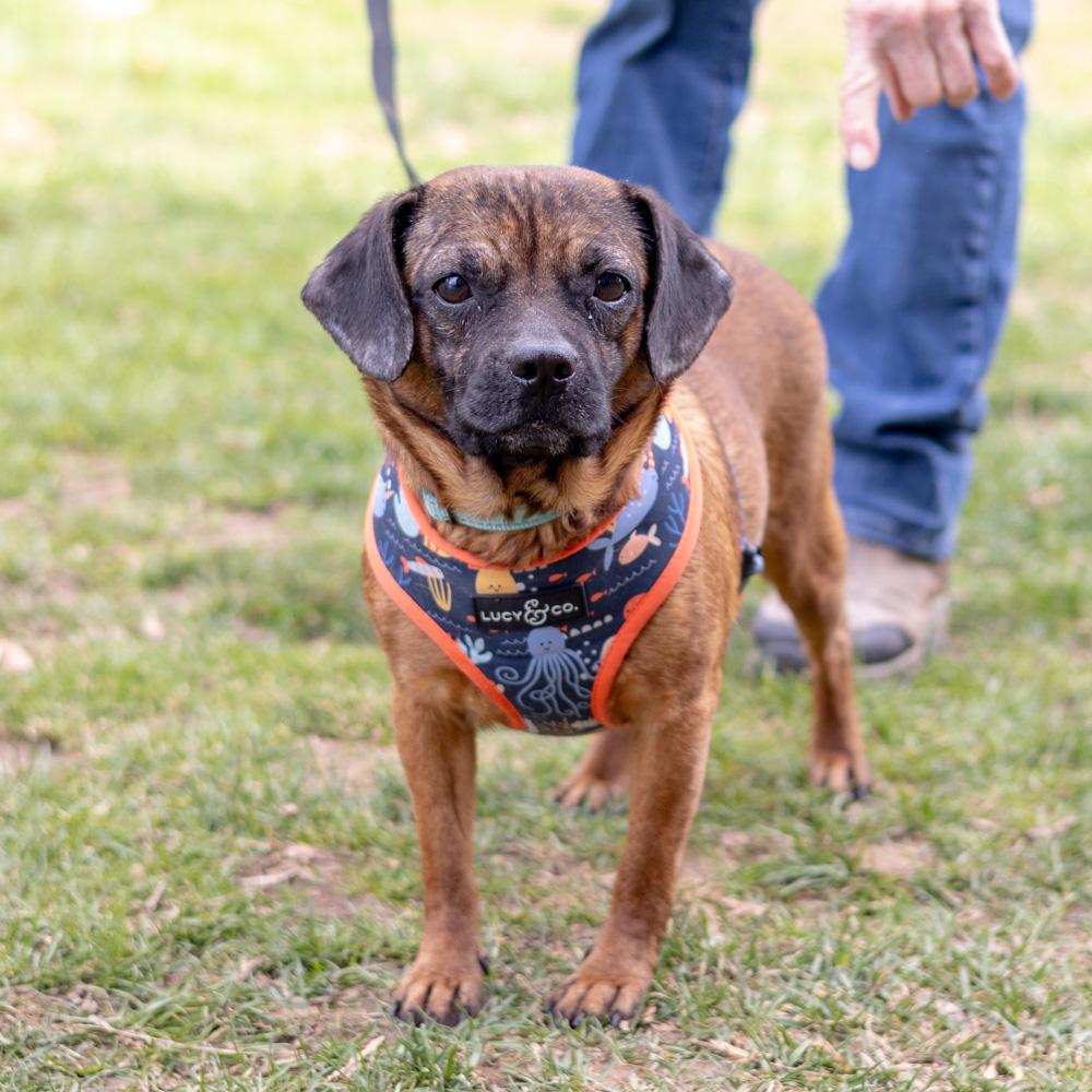 Kalani  (Female)   , Adoptable, Adult Female Puggle & Chihuahua.