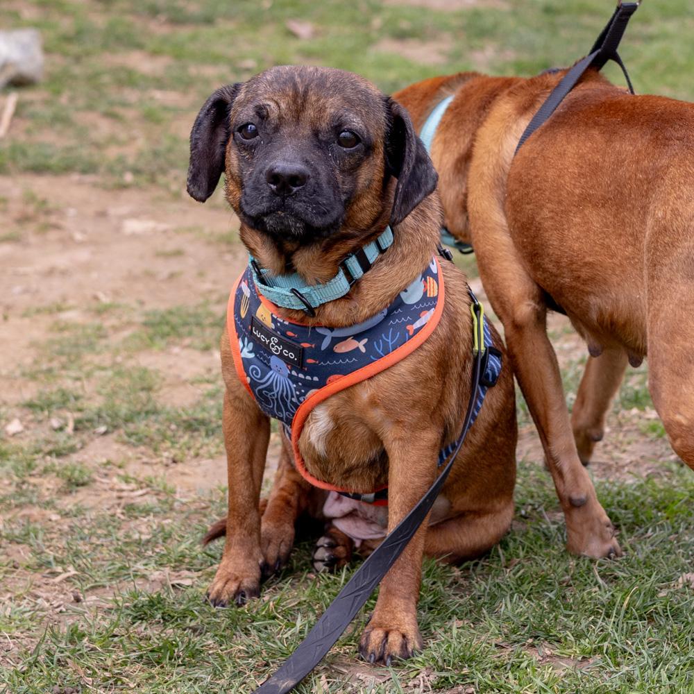 Enlarge Kalani  (Female)   , a Adoptable mixed breed in West Grove, PA image 2/6