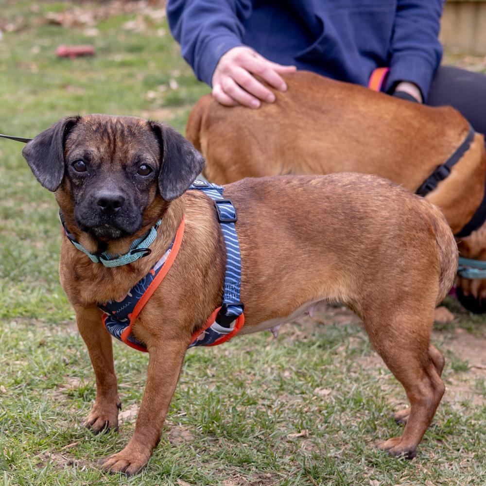 Enlarge Kalani  (Female)   , a Adoptable mixed breed in West Grove, PA image 3/6