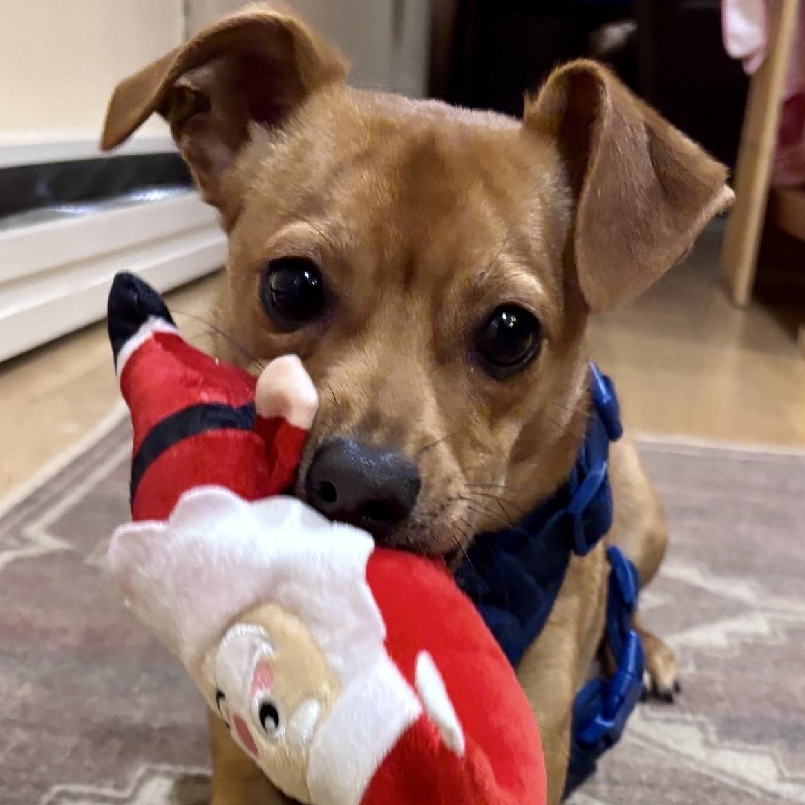 GRANOLA-Local, ADOPTABLE, Adult Male Chiweenie & Dachshund.