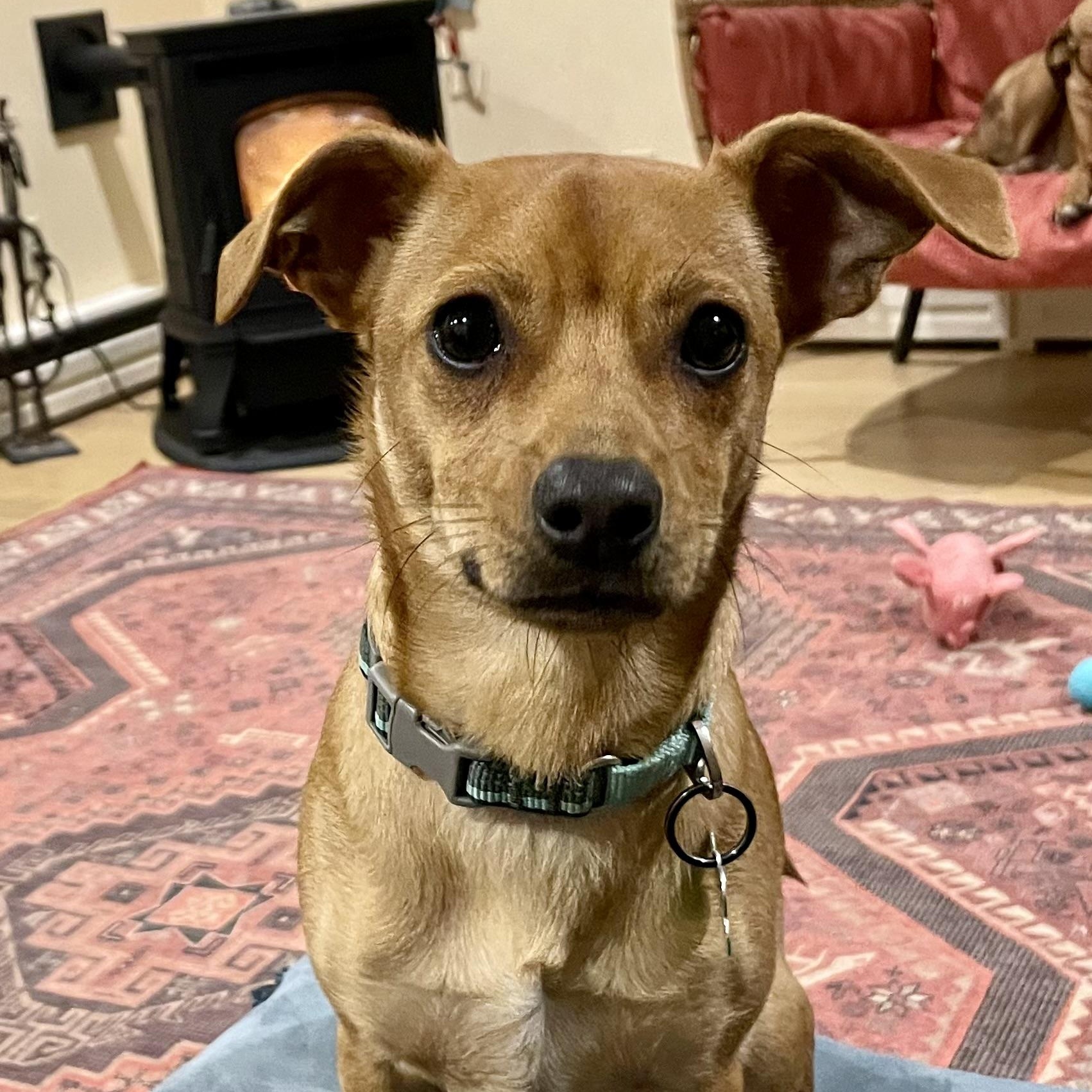 GRANOLA-Local, a ADOPTABLE mixed breed in Warwick, RI image 2/6