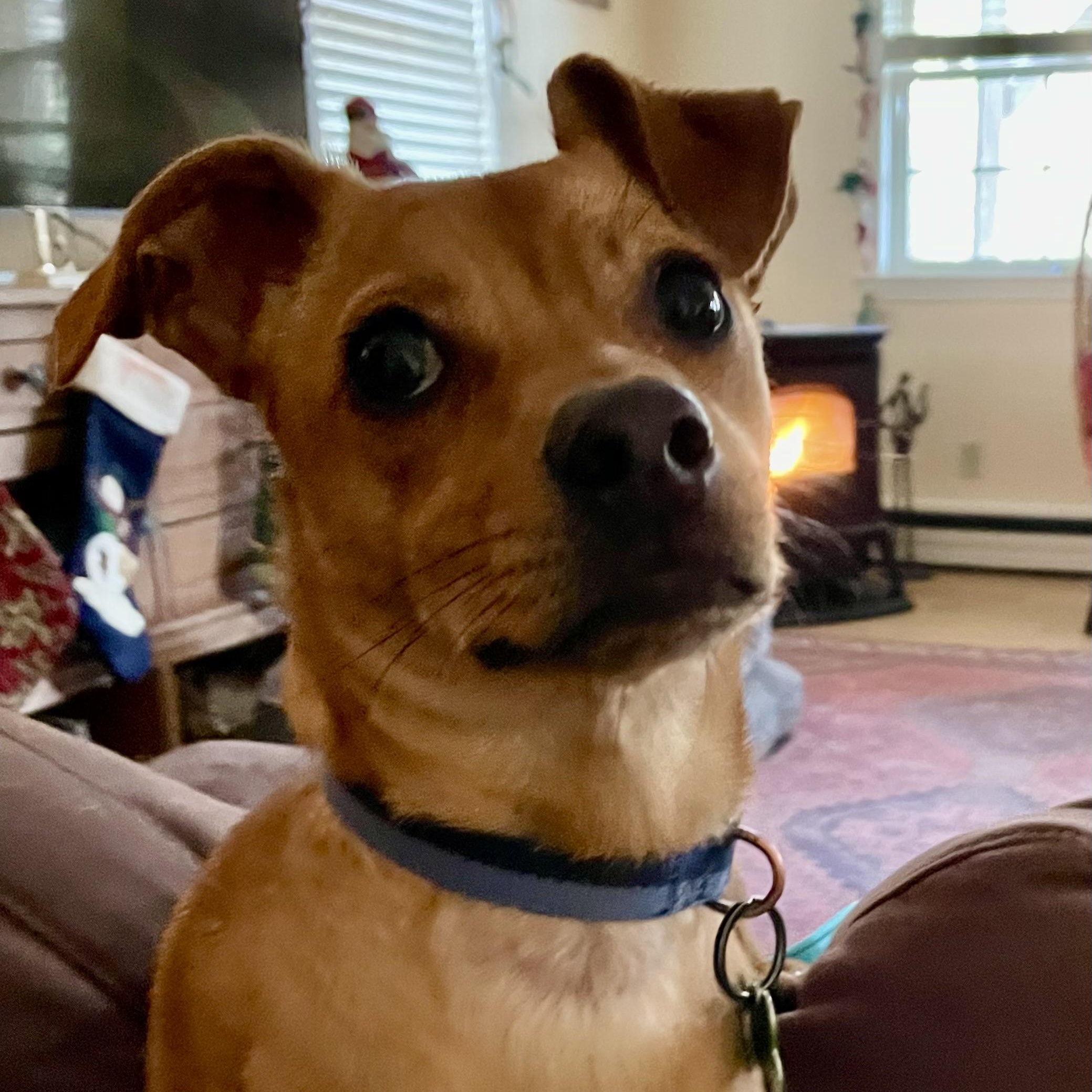 GRANOLA-Local, a ADOPTABLE mixed breed in Warwick, RI image 3/6